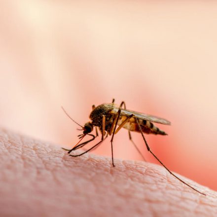 Jak Kraków walczy z komarami?