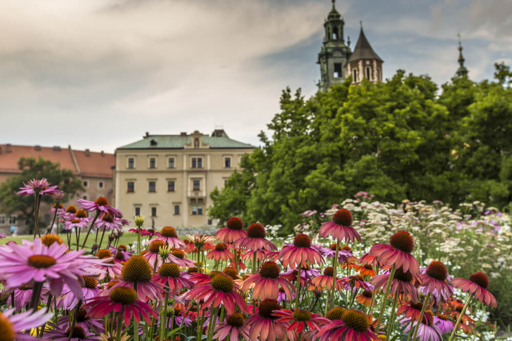 Ponad 25 000 nowych roślin w Krakowie dzięki dofinansowaniu z WFOŚiGW
