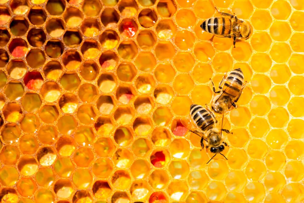 W jaki sposób Kraków dba o pszczoły?