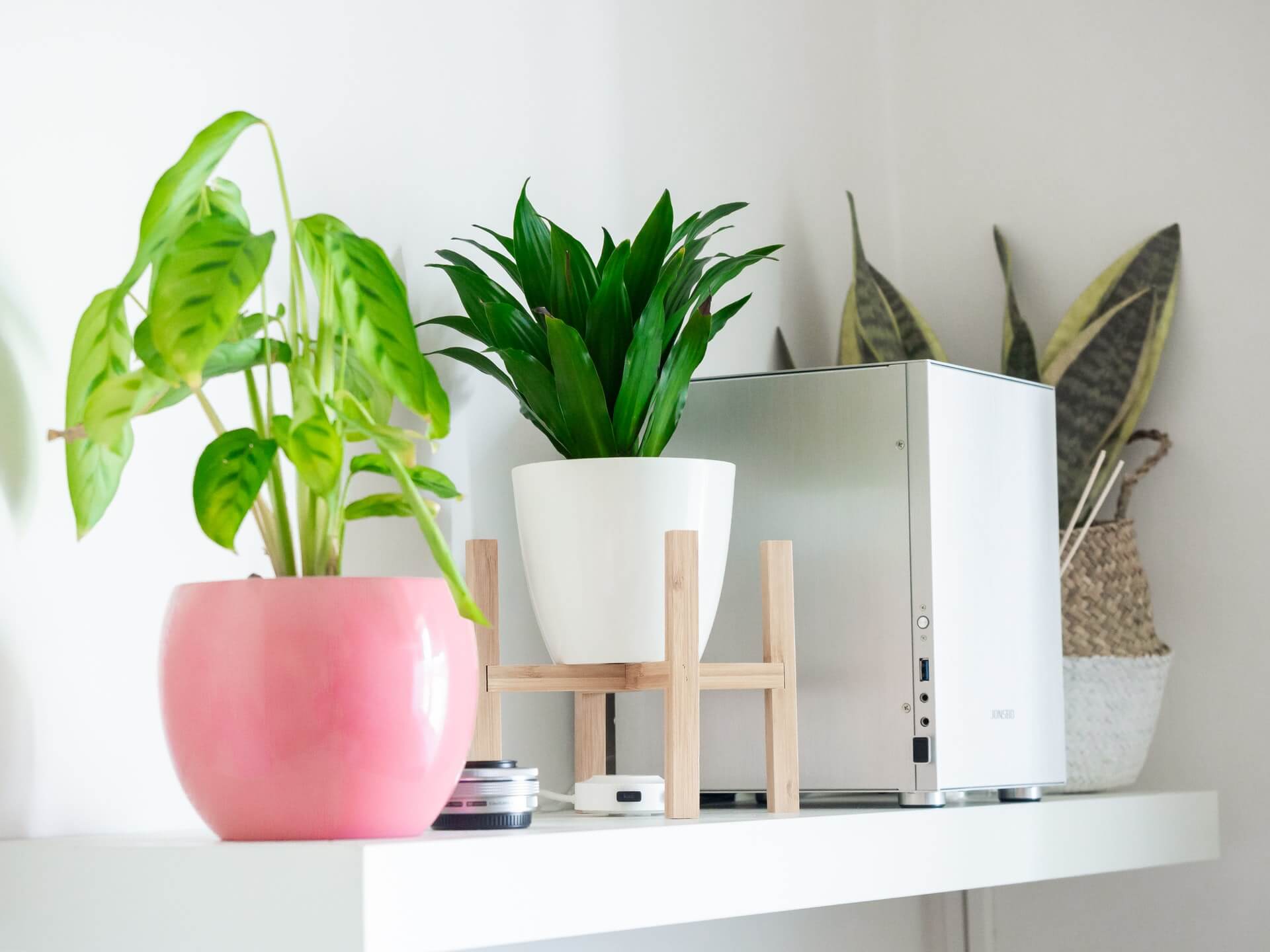 Rośliny oczyszczające powietrze – idealne w domu i biurze