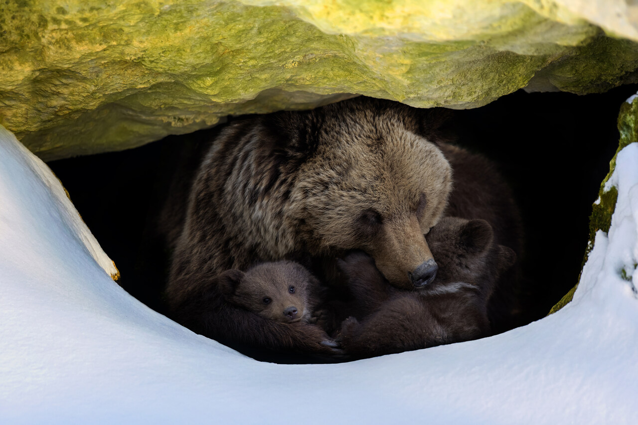 śpiące niedźwiedzie