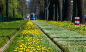 Tram­waje na zie­lone toro­wi­ska!