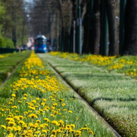 Tram­waje na zie­lone toro­wi­ska!